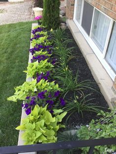 some purple and green plants in front of a house with grass on the side walk