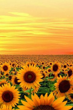 a field full of sunflowers with the words lovely thursday on it