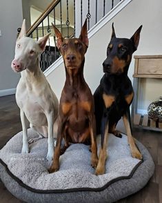 three dogs are sitting on a dog bed