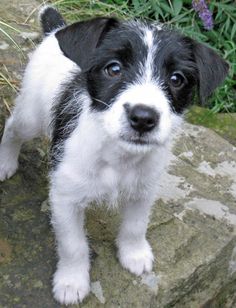 a small black and white dog standing on top of a rock next to some flowers