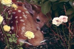 a baby deer laying in the grass next to flowers