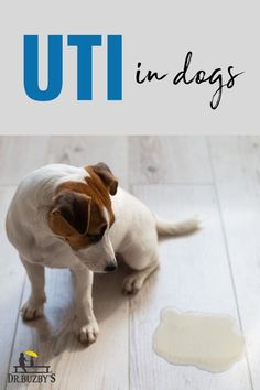 Urinary tract infections (UTI) in dogs can be serious business, especially when they go undetected. Integrative veterinarian, Dr. Julie Buzby, shares causes, symptoms, and treatment plans for UTIs in dogs. Plus, learn practical steps you can take to ensure your dog’s urinary health. Because you can never have TMI on UTIs. Natural Antibiotics For Dogs, Dog Urinary Infection, Yeast Infection In Dogs Paw, Antibiotics For Dogs, Bladder Stones In Dogs, Herbs For Urinary Tract Infections, How To Get Rid Of A Urinary Track Infection, Urinary Tract Infections (utis), Essential Oils Dogs