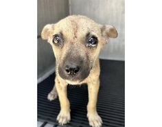 a brown dog standing on top of a metal floor