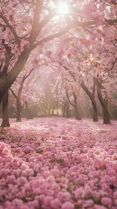 the sun shines through the trees and pink flowers on the ground in front of them