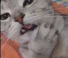 a white cat with it's mouth open and tongue out