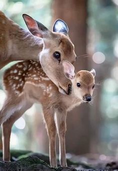 two baby deers standing next to each other in the woods with their noses close together