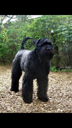 a black dog standing on top of leaf covered ground