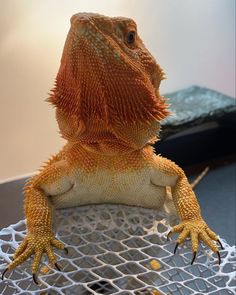 an orange and white lizard sitting on top of a netted tablecloth with its legs spread out