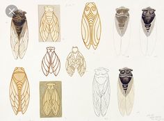 an image of different types of insect wings