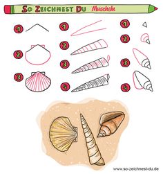 how to draw seashells step by step with pictures for kids and beginners