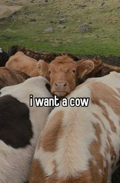 some cows are laying down in the grass and one is saying i want a cow