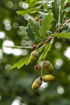 green leaves and acorns hang from a tree branch