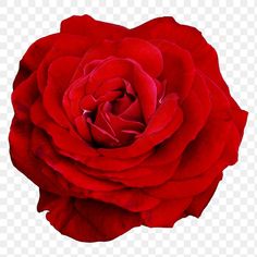 a red rose on a white background