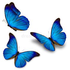 three blue butterflies flying in the air on white background royalty images and clippings