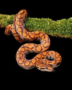 a large orange and black snake on a mossy branch