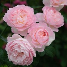 pink flowers are blooming in the garden