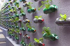 a wall that has some plants growing out of bottles on it and hanging from the side