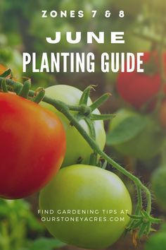 tomatoes growing on the vine with text overlay reading zones 788 june planting guide