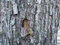 a piece of wood sticking out of the bark of a tree with no leaves on it