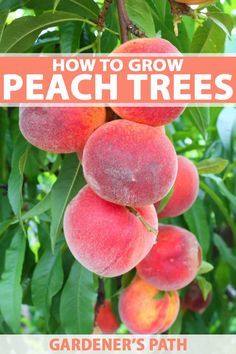 peaches growing on a tree with text overlay how to grow peach trees gardener's path