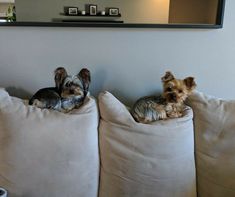 two small dogs sitting on top of pillows on a couch in front of a mirror