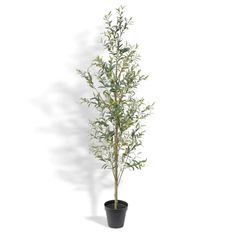 an olive tree in a black pot on a white background