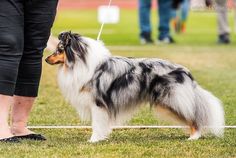 a dog standing on top of a lush green field next to a person holding a leash