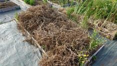 many different types of plants growing out of the ground