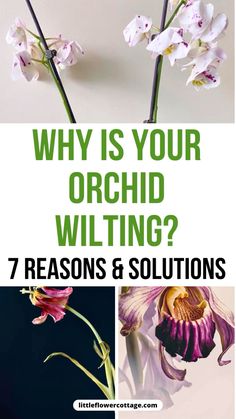 Learn the main reasons why your orchids are wilting with this guide and find a way to save them Hanging Orchid, Growing Sunflowers, Giant Sunflower, Scale Insects