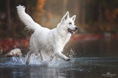 a white dog is running through the water