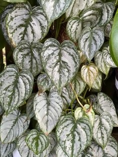 some white and green leaves on a plant in a pot with other plants behind it