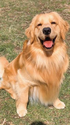 a golden retriever sitting in the grass with its tongue out and it's mouth open