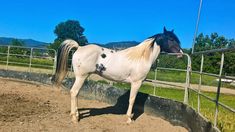 a white horse standing next to a metal fence