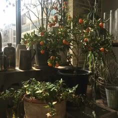 an orange tree in a window sill next to potted plants and watering cans