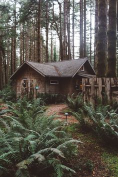 a house in the woods surrounded by tall trees and ferns, with a path leading to it