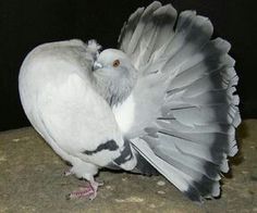 a white and gray bird with its wings spread out on a rock, looking down at the ground