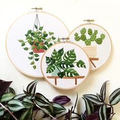 three embroidery hoops with plants in them hanging on the wall next to plant pots