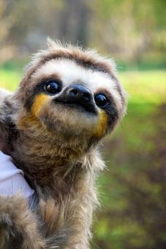 a baby sloth is being held by someone's arm in front of the camera