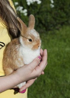 a woman holding a small rabbit in her hands royalty images, stock photos & more