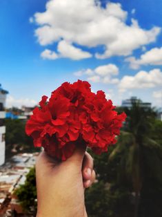 a person's hand holding red flowers in front of a blue sky with white clouds