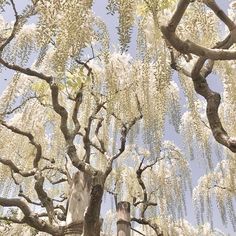 a large tree with white flowers in front of a blue sky