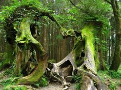 an old tree stump with moss growing on it's sides in a forest filled with trees