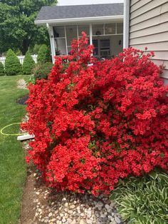 the red flowers are blooming in front of the house