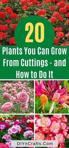 flowers with the words 20 plants you can grow from cuttings and how to do it