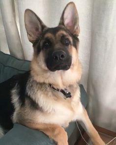 a german shepherd dog sitting on top of a couch