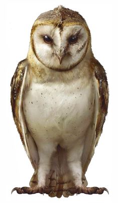 an owl is sitting on top of a branch with its eyes open and it's head turned to the side