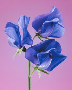 three blue flowers in a vase against a pink background