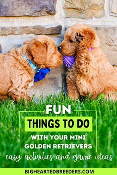 two puppies playing with each other in the grass and text that reads fun things to do with your mini golden retrievers easy activities and game ideas