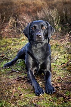 a black labrador retriever laying down in the grass