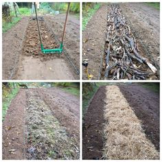 four pictures of different stages of planting in the garden, including tilling and weeding